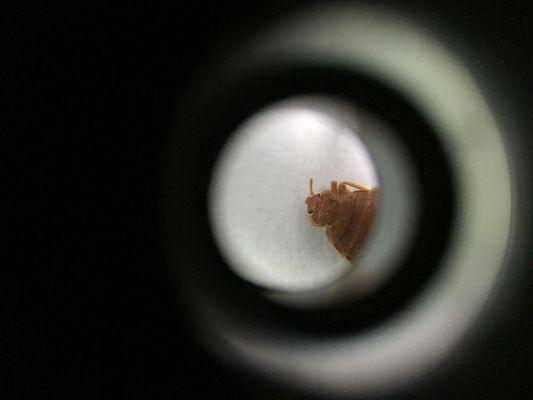 An artistic look at a Bat Bug, taken by technician Kenton.