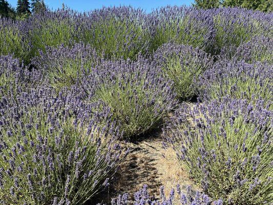 Nelson's Duckpond & Lavender Farm