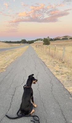 Kobe, taking in the view after an evening walk leaving Contra Loma Regional Park