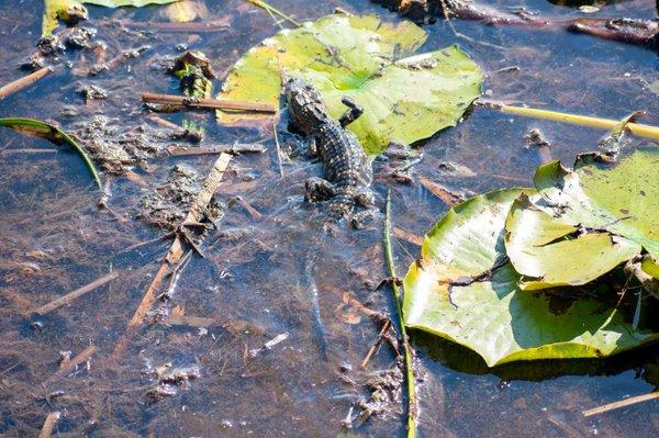 Baby gators