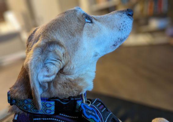 My dog modeling his new peacock themed collar and engraved tags.