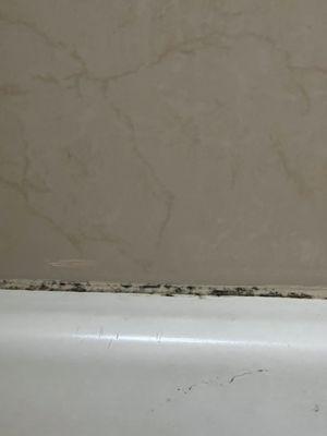 Mold in shower