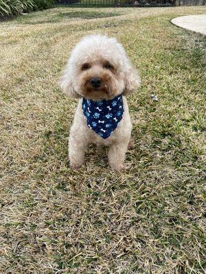 Toy poodle - teddy bear cut