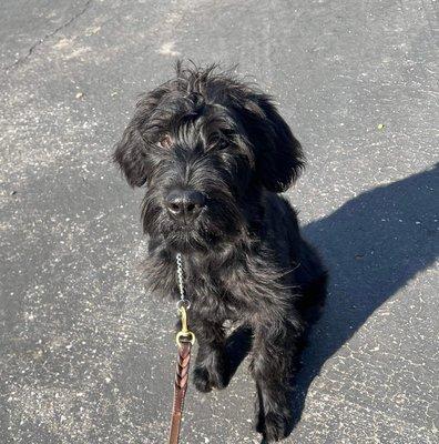 Bobo- Giant Schnauzer