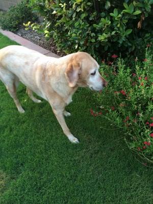 Taking time to smell the flowers...