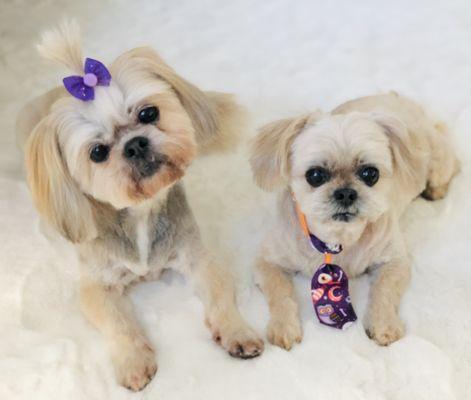 Right after another beautiful groom. With their Halloween bow and bow tie from the groomer ;)