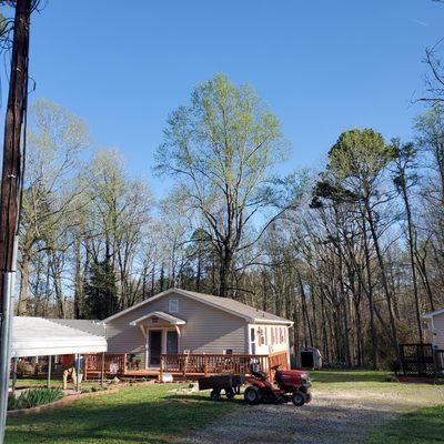 A very large sweet gum tree cut down and hauled away!