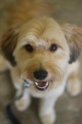 Everette- Goldendoodle/Wheaten Terrier