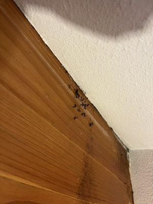 Bugs on ceiling