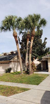 Well maintained palms not only look great but mitigate the mess of berries and seeds dropping.