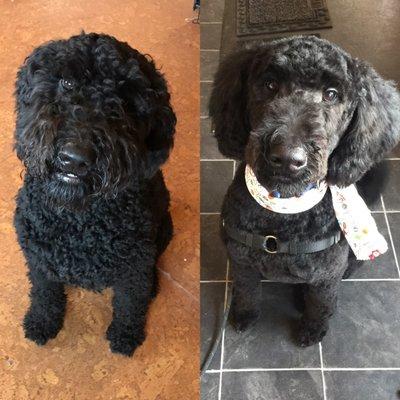 Diego is still a puppy and his first hairdo!