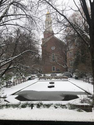 Snow covered lily pond