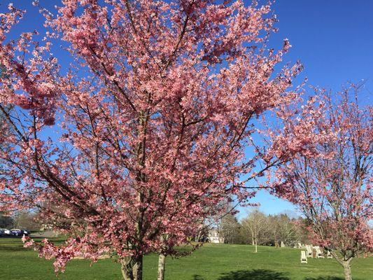 Cherry trees