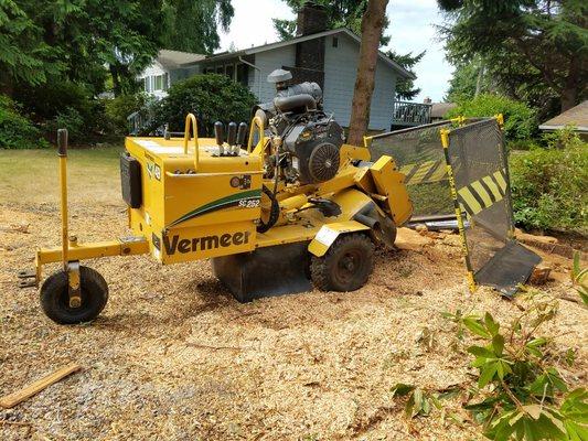 Grinding cedar stumps