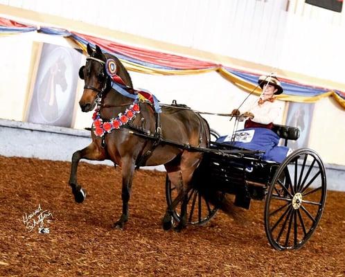 Lesson horse, Jack in 2015 at the Morgan World Championship Horseshow. Lessons available for riding and driving.