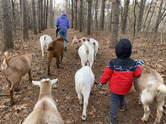 Hiking with goats.