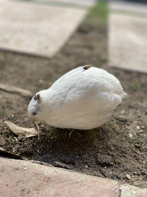 One of our new rescue quails Snow White enjoying some grubs today