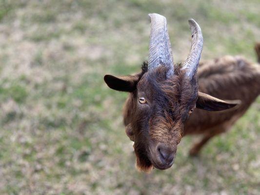 How beautiful are those horns!