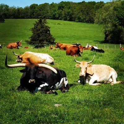 Their longhorn cows