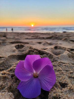 Marina State Beach