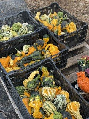 Baby Gourds