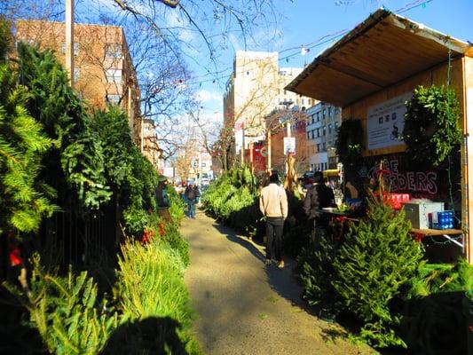 Tree Riders NYC's East Village Christmas Tree oasis in front of St. Mark's Church-in-the-Bowery at 10th Street & 2nd Avenue.