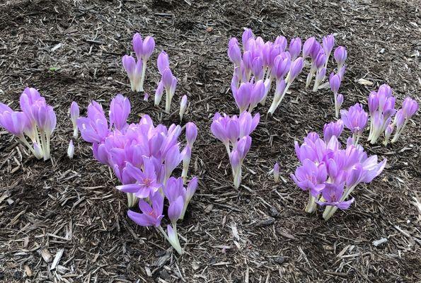 Gardenview Horticultural Park