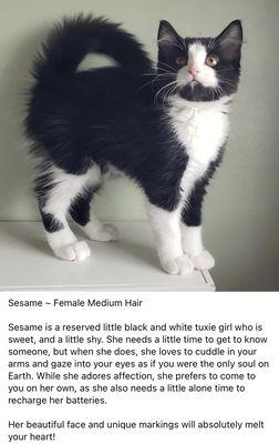 Sesame's original adoption photo & description