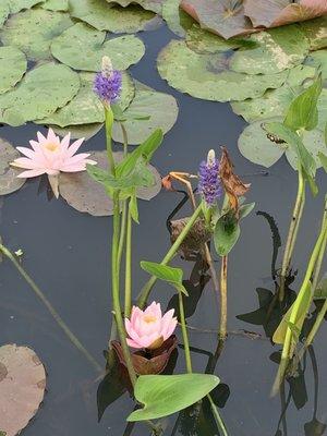 Pickerelweed and water lilie