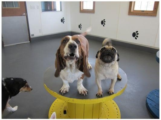 An Inside Pic of our Dog Daycare!  Just having Fun!