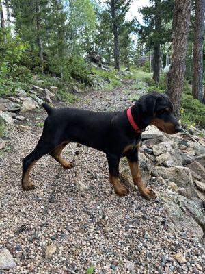 15 Week Female Doberman.  "Princess Magnolia May RMD"