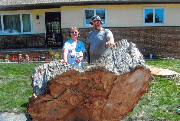 Large tree that was removed and now ready for stump grinding!