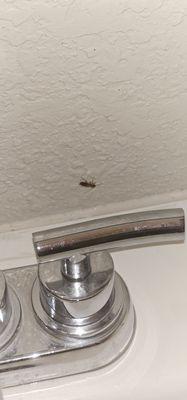 Roach on the bathroom sink