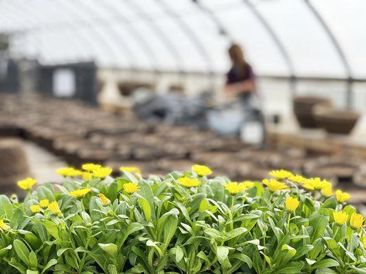 Our greenhouses are bursting with life.