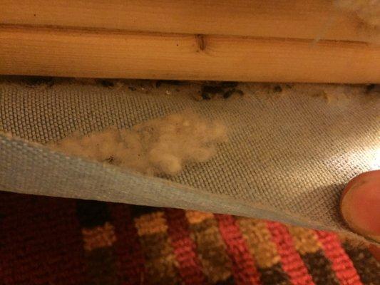 Mouse feces and possibly Bed Bug residue/waste/casings INSIDE of mattress & box spring.