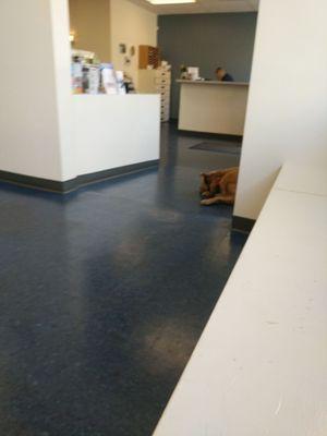 Somerville Veterinary Center