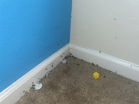 roaches in my 2 year olds bedroom