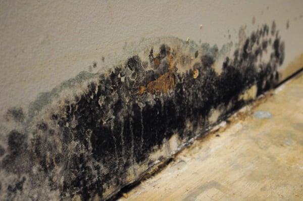 Mold Estimates