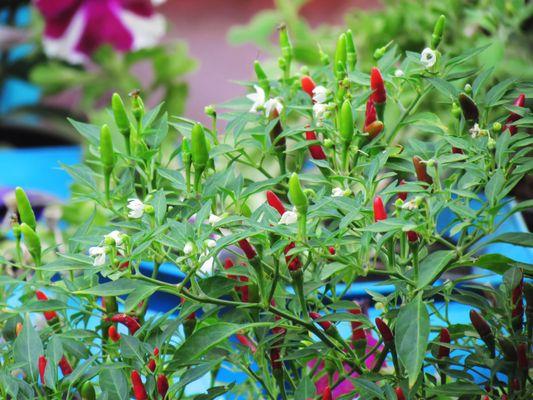 Over 50 Types of Peppers are grown on Natorp's Nursery