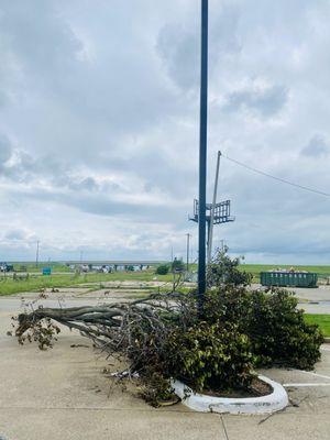 this was the tree at the entrance of Carl's jr. Now it's uprooted & in the Carl's jr Parking lot.