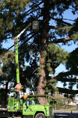 Crews working hard trimming a tree the right way and keeping everyone safe