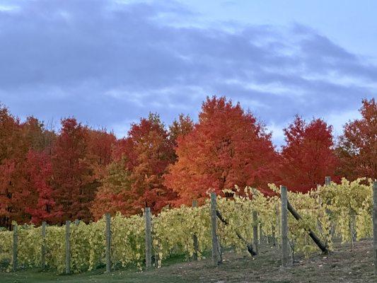 Who's ready to go to the local wineries?