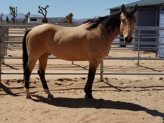 He is in beautiful condition. Good coat, good weight. All horses at Blue Barn get three meals a day, owners choice of Bermuda grass .