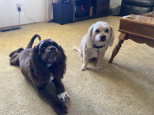 Bernard and Baxter with fresh cuts from Brittany