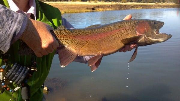 An Arizona rainbow caught in an Arizona high mountain stream