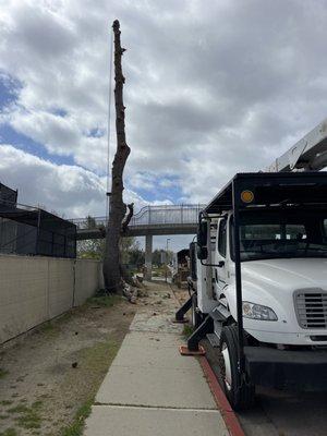 Santee schools tree removal 4