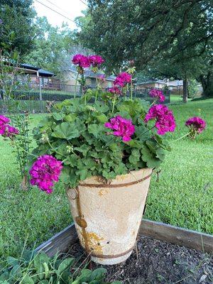 Geraniums. Still going strong since April.