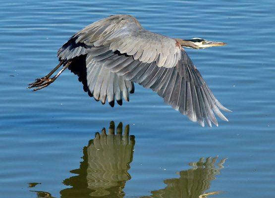 Great Blue Heron