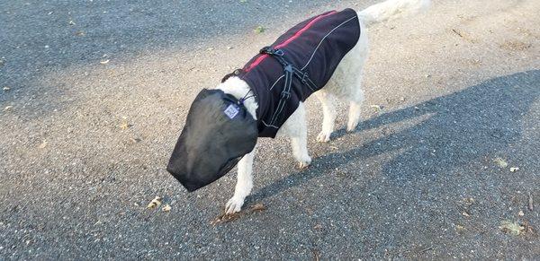 Einstein wearing his "OutFox" mask - to protect from foxtails.