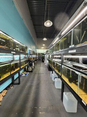 One of two long rows of healthy tanks!!